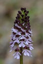 Orchis purpurea Royalty Free Stock Photo